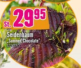 Aktuelle Pflanzen Angebote bei Hornbach in Jena Aktuelles Seidenbaum "Summer Chocolate" Angebot bei Hornbach in Jena ab 29,95 €