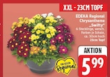 Chrysantheme „Swifty“ von EDEKA Regional für 5,99 € bei EDEKA im Angebot Chrysantheme „Swifty“ von EDEKA Regional im aktuellen EDEKA Prospekt