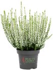 Besenheide im Angebot bei REWE in Landshut Besenheide Angebote bei REWE Landshut für 1,49 €