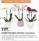 Aktuelles SCHMETTERLINGS-ORCHIDEE (PHALAENOPSIS) Angebot bei OBI in Köln ab 11,99 €