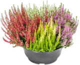 Calluna-Schale im Kaufland Prospekt Calluna-Schale im aktuellen Kaufland Prospekt für 6,66 €