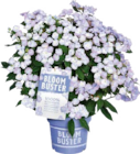 Aktuelle Hortensie Angebote bei Globus-Baumarkt in Darmstadt Aktuelles Bloombuster Angebot bei Globus-Baumarkt in Darmstadt ab 29,99 €