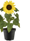 Sonnenblume (Helianthus) Angebote von GROW by OBI bei OBI Reutlingen für 3,49 €