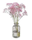 Schleierkraut (Gypsophila) bei Lidl im Prospekt "" für 1,99 €