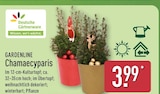 Chamaecyparis von Gardenline für 3,99 € bei ALDI Nord im Angebot Chamaecyparis von Gardenline im aktuellen ALDI Nord Prospekt