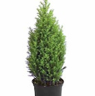 Koniferen bei Dehner Garten-Center im Neutraubling Prospekt für 1,99 €