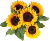 Sonnenblumen bei EDEKA im Bad Reichenhall Prospekt für 3,99 €