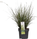 Ziergräser Angebote bei Globus-Baumarkt Völklingen für 9,99 €