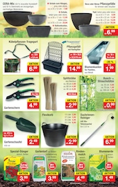 Blumenkasten im Zimmermann Prospekt in Oldenburg Aktueller Zimmermann Prospekt mit Blumenkasten, "Aktuelle Angebote", Seite 9