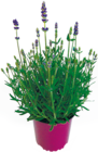 Netto mit dem Scottie Struppen - Lavendel Angebot im Prospekt Lavendel bei Netto mit dem Scottie im Struppen Prospekt für 1,99 €