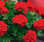 Géranium zonal "calliope®" en promo chez Delbard Montreuil à 15,99 €