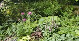 Schattengarten-Stauden im Angebot bei Hagebaumarkt in Trier Schattengarten-Stauden Angebote bei Hagebaumarkt Trier für 8,99 €
