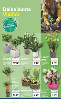 Blumen im Lidl Prospekt "LIDL LOHNT SICH" mit 59 Seiten (Heilbronn)