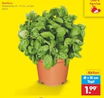 Basilikum bei Netto Marken-Discount im Prospekt "" für 1,99 €