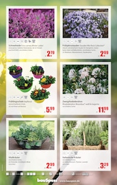 Aktueller bauSpezi Prospekt mit Stauden, "Frühling auf Knopfdruck!", Seite 9