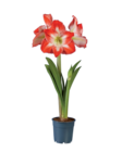 Amaryllis en promo chez Lidl Amaryllis dans le catalogue Lidl