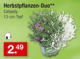 Herbstpflanzen-Duo von Calopoly für 2,49 € bei Zimmermann im Angebot Herbstpflanzen-Duo von Calopoly im aktuellen Zimmermann Prospekt