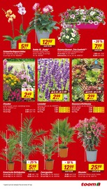 Palme im toom Baumarkt Prospekt in Moers Aktueller toom Baumarkt Prospekt mit Palme, "Respekt, wer's selber macht.", Seite 3