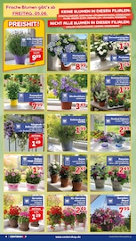 Lavendel im CENTERSHOP Prospekt in Mülheim Aktueller CENTERSHOP Prospekt mit Lavendel, "Da geht was.", Seite 4