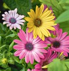 Osteospermum en promo chez Truffaut Aix-en-Provence à 1,99 €