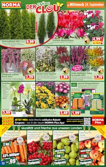 Zimmerpflanzen Angebot im aktuellen Norma Prospekt auf Seite 13