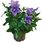 Angebot im Hagebaumarkt Sande Prospekt Hagebaumarkt Sande Prospekt mit im Angebot für 2,99 €