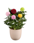 Chrysanthème « Flower Pops » en promo chez Lidl Cholet à 5,99 €