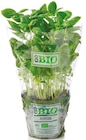 Basilikum im Netto mit dem Scottie Prospekt Basilikum von GO BIO im aktuellen Netto mit dem Scottie Prospekt für 1,29 €