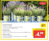 Lavendel „Munstead“, Schopflavendel oder Echter Lavendel  im aktuellen Hellweg Prospekt für 4,99 €