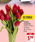 Aktuelles Tulpenstrauß XL Angebot bei EDEKA in Mannheim ab 5,99 €