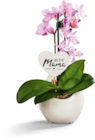 Orchidee von  im aktuellen Netto Marken-Discount Prospekt für 7,99 €