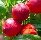 Truffaut Pierrelaye - Promo Fruitiers ½ tige Promo Fruitiers ½ tige à 42,99 € dans le catalogue Truffaut à Pierrelaye