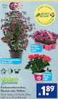 Fuchsienstämmchen, Geranie oder Nelken von GÄRTNERS Schätze für 1,89 € bei ALDI SÜD im Angebot Fuchsienstämmchen, Geranie oder Nelken von GÄRTNERS Schätze im aktuellen ALDI SÜD Prospekt