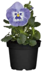 Stiefmütterchen (Viola wittrockiana) im Angebot bei Globus-Baumarkt in Düsseldorf Stiefmütterchen (Viola wittrockiana) Angebote bei Globus-Baumarkt Düsseldorf für 0,79 €