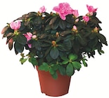 Hortensie oder Rhododendron Angebote bei Zimmermann Göttingen für 6,99 €