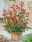 Photinia "Pink marble" - Delbard à Versailles Photinia "Pink marble" en promo chez Delbard Versailles à 12,99 €