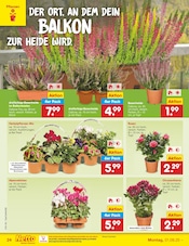 Blumen im Netto Marken-Discount Prospekt in Lingen Aktueller Netto Marken-Discount Prospekt mit Blumen, "Aktuelle Angebote", Seite 24