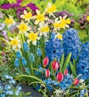 Zwiebelblumen im Angebot bei toom Baumarkt in Esslingen Zwiebelblumen Angebote bei toom Baumarkt Esslingen für 1,99 €