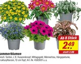 Sommerblumen bei toom Baumarkt im Prospekt "" für 2,49 €