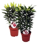 Lys à fleurs doubles à 9,99 € dans le catalogue Carrefour