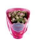 Kalanchoe im Colour Cup/Vasentopf/Geschenkverpackung Angebote bei Lidl Neustadt für 2,99 €