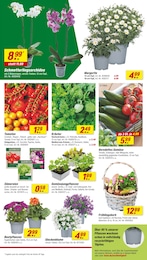 Blumentopf Angebot im aktuellen toom Baumarkt Prospekt auf Seite 6