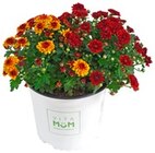 Herbstanemone im REWE Prospekt Herbstanemone von im aktuellen REWE Prospekt für 3,79 €