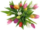 Tulpen Harlekin Angebote bei Penny Warendorf für 5,99 €