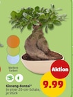 Ginseng-Bonsai im aktuellen Penny Prospekt