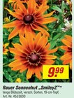 Sonnenhut SmileyZ Angebote von Bauer bei toom Baumarkt Bad Salzuflen für 9,99 €