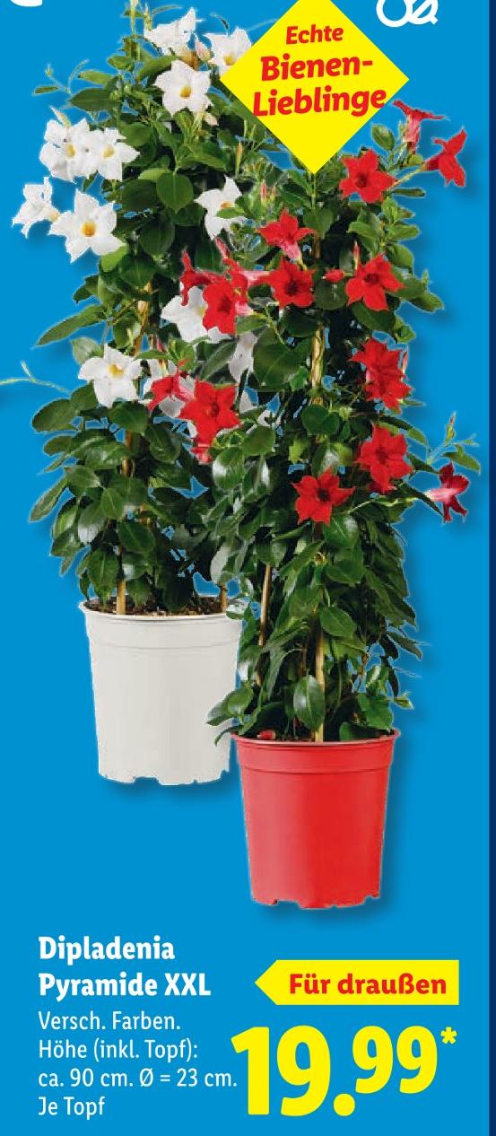 Dipladenia Pyramide XXL