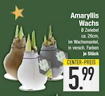 Amaryllis Wachs im EDEKA Prospekt Amaryllis Wachs von im aktuellen EDEKA Prospekt für 5,99 €