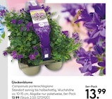 Glockenblume im Angebot bei Hellweg in Mettmann Glockenblume Angebote bei Hellweg Mettmann für 13,99 €