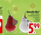 Amaryllis im EDEKA Prospekt Amaryllis Wax im aktuellen EDEKA Prospekt für 5,99 €
